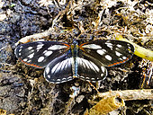 Butterfly (Eresia letitia) on the ground of a tropical rainforest mountain (2000 m), Peruvian Andes, Canaan, Peru