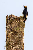 Yellow-tufted Woodpecker (Melanerpes cruentatus) Male atop a dead log in the Peruvian Andes (2000 m altitude), Canaan, Peru