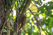 Mountain woodcreeper (Lepidocolaptes lacrymiger) on a tree trunk in mountain rainforest (2000 m), Peruvian Andes, Canaan, Peru