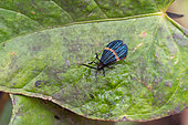Lycid beetle (Calopteron sp) on a leaf in mountain rainforest (2000 m), Peruvian Andes, Canaan, Peru