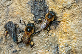 Two bees collecting mud on a damp wall in the high altitude rainforest (2000 m) of the Peruvian Andes. Canaan, Peru
