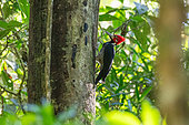 Male Crimson-crested Woodpecker (Campephilus melanoleucos) climbing along a tree trunk in the mountain rainforest (2000 m), Peruvian Andes, Canaan, Peru