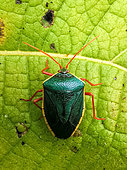 Turquoise Shield Bug (Edessa rufomarginata) on a leaf in the mountain rainforest (2000 m) in the Peruvian Andes, Canaan, Peru