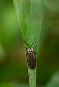 Firefly (Lampyridae sp) on a leaf in mountain rainforest (2000 m) in the Peruvian Andes, Canaan, Peru