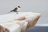 Long-tailed skua (Stercorarius longicaudus) on an iceberg in a fjord in North-East Earth, Svalbard archipelago