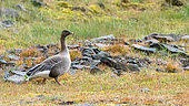 Pink-footed goose (Anser brachyrhynchus) walking on the Isfjord tundra, Spitsbergen island, Svalbard archipelago