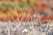 Lapland longspur (Calcarius lapponicus) on a rock on the tundra of Scoresby Sound, Greenland