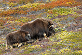 Female Muskox (Ovibos moschatus) and calf on the autumn tundra of Scoresby Sound, Greenland