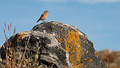Black-throated Wheatear (Oenanthe seebohmi) on a lichen-covered rock in Scoresby Sound, Greenland