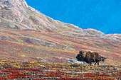 Musk ox (Ovibos moschatus) running on the autumn tundra of Scoresby Sound, Greenland