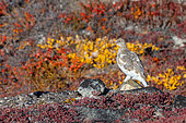 Rock ptarmigan (Lagopus muta) on the autumn tundra of Scoresby Sound, Greenland