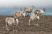 Troop of Svalbard reindeer (Rangifer tarandus platyrhynchus) under a low, dark sky in the North-East Land, Svalbard archipelago