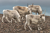 Troop of Svalbard reindeer (Rangifer tarandus platyrhynchus) in the North-East Land, Svalbard archipelago