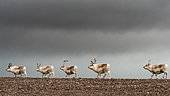 Herd of Svalbard reindeer (Rangifer tarandus platyrhynchus) under a low, dark sky in the North-East Land, Svalbard archipelago