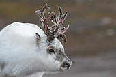 Portrait of a female Svalbard reindeer (Rangifer tarandus platyrhynchus) losing the vleour of her antlers in the North-East Land, Svalbard archipelago.