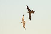Arctic skua (Stercorarius parasiticus) harassing a black-legged kittiwake (Rissa tridactyla) in flight to make it regurgitate its meal and take it, a behavior called cleptoparasitism, Moffen, Svalbard archipelago