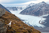 Rock ptarmigan (Lagopus muta) in winter plumage on the green tundra of King's Bay against a mountain and glacier backdrop, Spitsbergen island, Svalbard archipelago