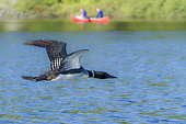 Common loon (Gavia immer) adult flying on a lake. These birds need from 40 yards up to a quarter-mile (depending on the wind) for flapping their wings and running on a lake in order to lift-off. La Mauricie national park. Quebec. Canada