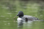 Common loon (Gavia immer) catching a small fish to feed a chick. Adults are powerful divers that catch small fish in fast underwater chases. They mainly feed on fish, but will also take crayfish, shrimp, and other crustaceans; frogs; insect larvae; mollusks; and aquatic plants. Loons usually swallow their prey underwater, but will bring larger food items to the surface to feed the chicks. La Mauricie national park. Quebec. Canada