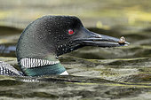 Common loon (Gavia immer) catching a leech to feed a chick. Adults are powerful divers that catch small fish in fast underwater chases. La Mauricie national park. Quebec. Canada