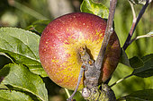Apple 'Ellison's orange', Malus domestica 'Ellison's orange', fruit