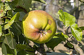 Apple 'Pays d'Isère', Malus domestica 'Pays d'Isère', fruit