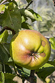 Apple 'Pays d'Isère', Malus domestica 'Pays d'Isère', fruit