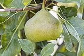 Pear 'Catillac', Pyrus communis 'Catillac', fruit