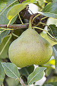 Pear 'Catillac', Pyrus communis 'Catillac', fruit
