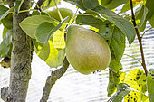 Pear 'Fruité', Pyrus communis 'Fruité', fruit