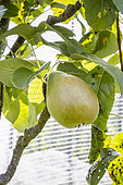 Pear 'Fruité', Pyrus communis 'Fruité', fruit