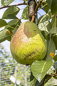 Apple 'Précoce de Trévoux', Pyrus communis 'Précoce de Trévoux', fruit