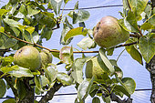 Pear 'Saint Germain d'hiver', Pyrus communis 'Saint Germain d'hiver', fruits