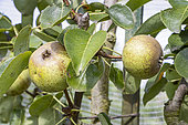 Pear 'Gros Gris', Pyrus communis 'Gros Gris', fruits