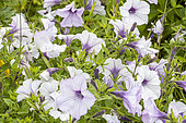 Petunia grandiflora 'Success 360° White', flowers