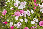 Rose Mallow, Lavatera trimestris 'Beauty Mix', flowers