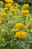 African Marigold, Tagetes erecta 'Tall Sierra Yellow', flowers