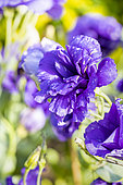 Texas Bluebell, Eustoma grandiflorum 'Double Echo Blue', flowers