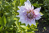 Decorative dahlia, Dahlia 'Shiloh Noelle', flower
