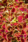 Solenostemon 'Copperhead', Solenostemon scutellarioides 'Copperhead', foliage