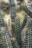 Cactus-like spurge (Euphorbia baioensis)