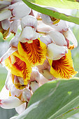 Shell ginger (Alpinia zerumbet)