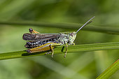 Common green grasshopper (Omocestus viridulus) male, Beaufortain, Savoie, France
