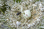 White form of Goldenrod Crab Spider (Misumenia vatia) femelle camouflaged on Wild carrot (Daucus carota) with prey, Savoie, France