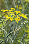 Wild Fennel (Foeniculum vulgare) flower head, Cotes-d'Armor, France