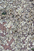 Balanes de différentes espèces sur rocher de grès rose à marée basse, Côtes-d'Armor, France