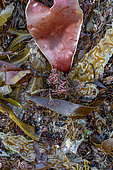 Various species of seaweed washed on beach, Cotes-d'Armor, France