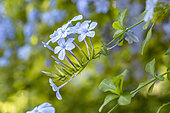 Cape leadwort (Plumbago auriculata) flowers