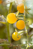 Spider mites (Tetranychus sp.) webbing on Golden Cherry Tomato (Solanum lycopersicum)