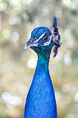Indian Peafowl (Pavo cristatus) male portrait